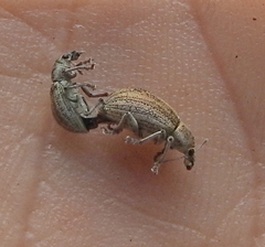 Sciaphobus squalidus