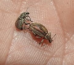 Sciaphobus squalidus