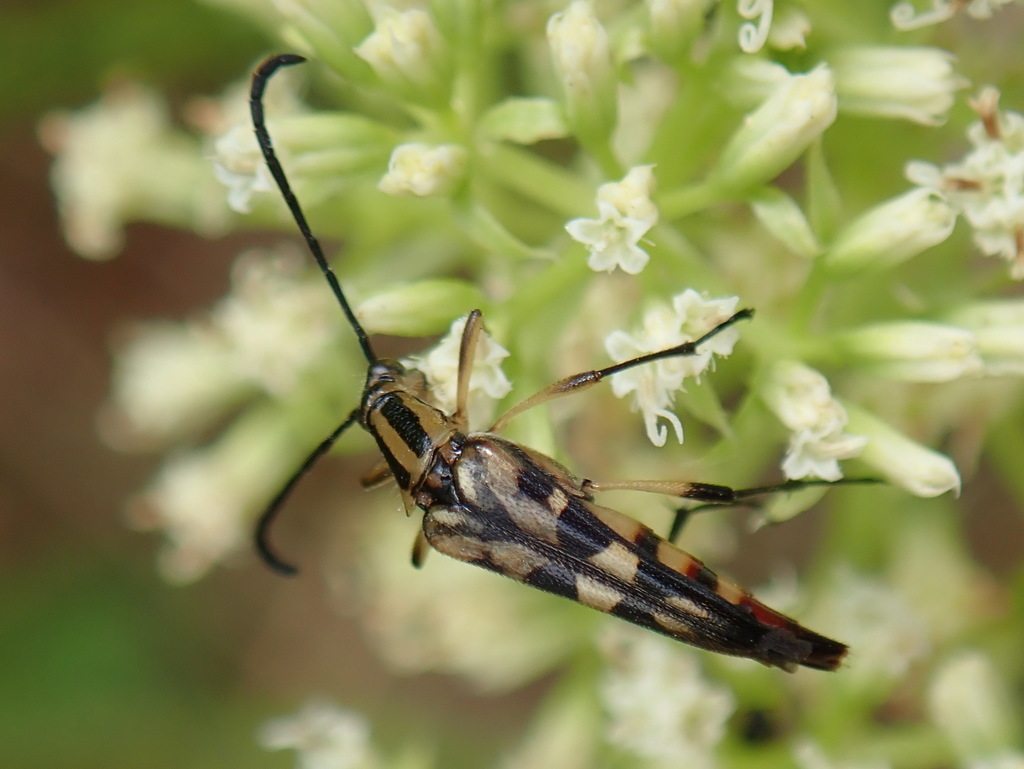 Strangalia picticornis
