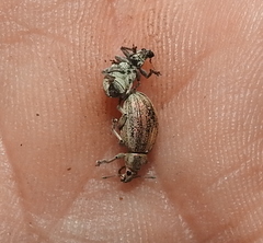 Sciaphobus squalidus