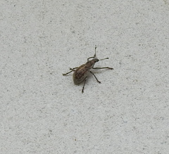 Sciaphobus squalidus