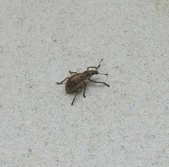 Sciaphobus squalidus