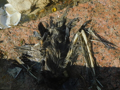 Pelecanus occidentalis