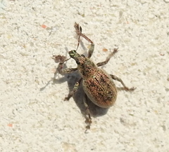 Sciaphobus squalidus