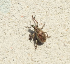Sciaphobus squalidus