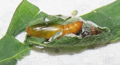 Corgatha wojtusiaki