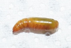 Corgatha wojtusiaki