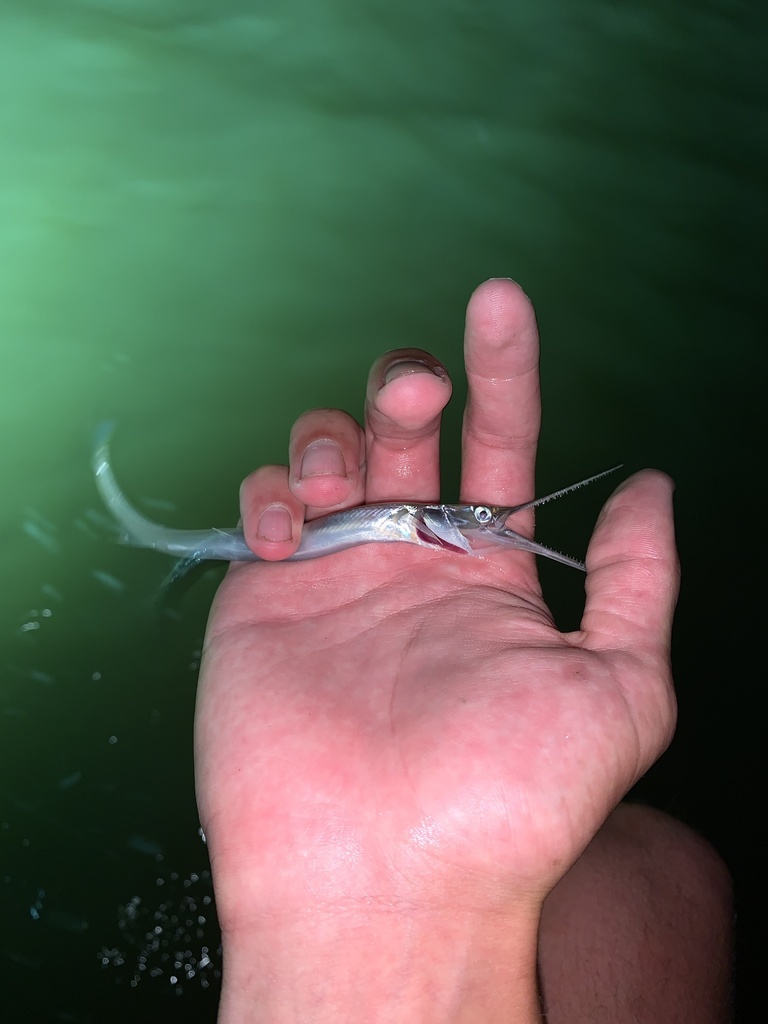 Atlantic Needlefish from Grand Isle, Grand Isle, LA, US on May 28, 2021 ...