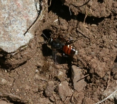 Nomada obtusifrons