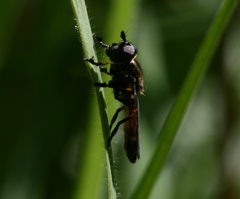 Pyrophaena granditarsis