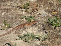 Psammodromus hispanicus