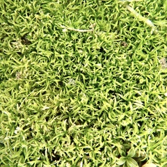 Eucladium verticillatum
