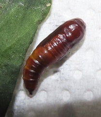 Corgatha wojtusiaki