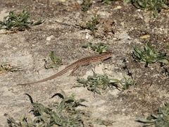 Psammodromus hispanicus