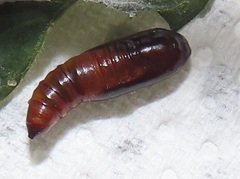 Corgatha wojtusiaki