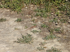 Psammodromus hispanicus