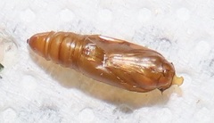 Corgatha wojtusiaki