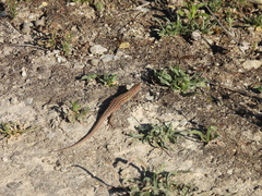 Psammodromus hispanicus