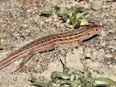 Psammodromus hispanicus