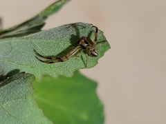 Thomisidae