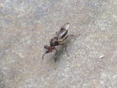 Sphyracephala brevicornis