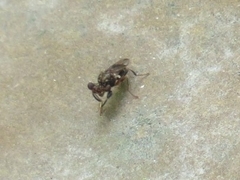 Sphyracephala brevicornis