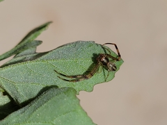 Thomisidae