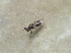 Sphyracephala brevicornis