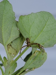 Thomisidae