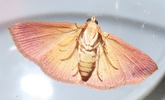 Corgatha wojtusiaki