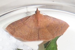 Corgatha wojtusiaki