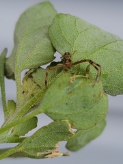 Thomisidae