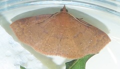 Corgatha wojtusiaki