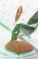 Corgatha wojtusiaki