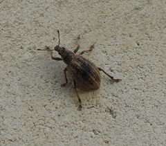 Sciaphobus squalidus