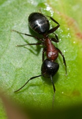 Camponotus novaeboracensis