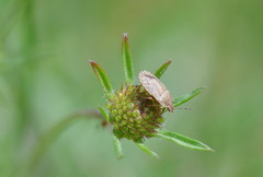 Sciocoris macrocephalus