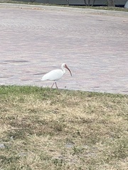 Eudocimus albus
