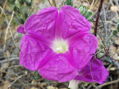 Ipomoea lenis