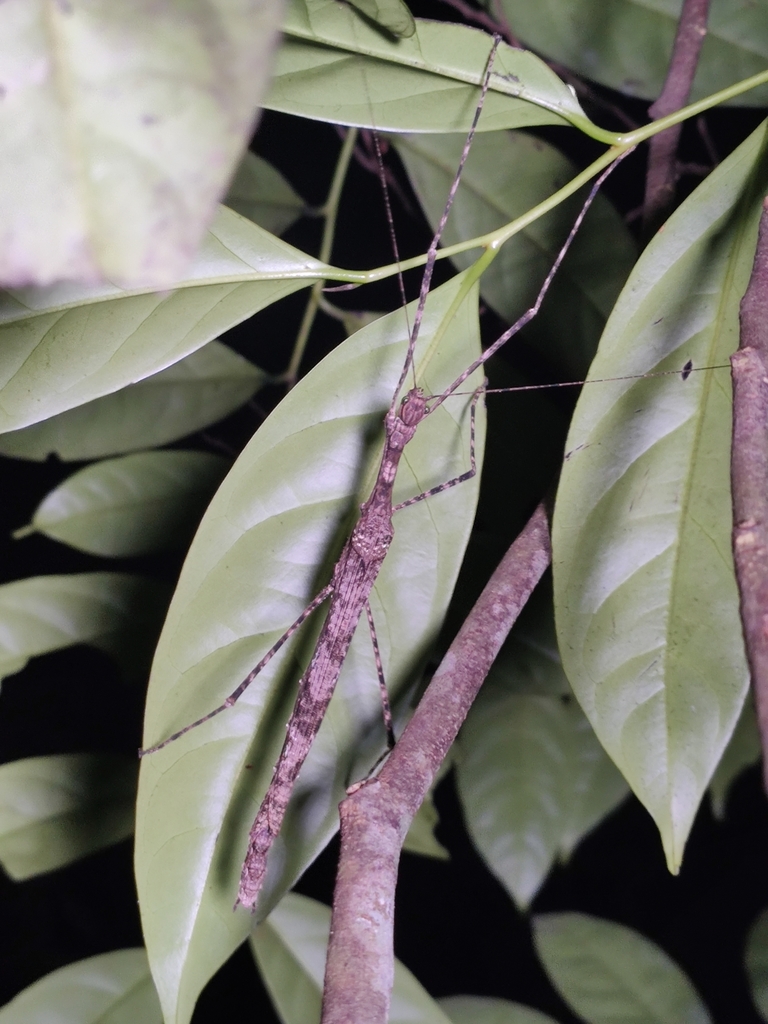 Varieganecroscia dianica