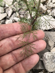 Spermolepis echinata