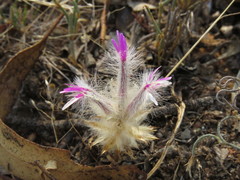 Ptilotus manglesii
