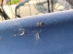 Phidippus audax