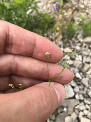 Spermolepis echinata