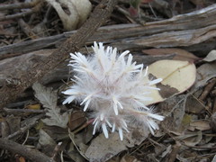 Ptilotus manglesii