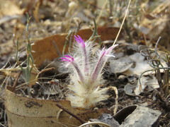 Ptilotus manglesii