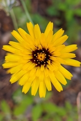 Reichardia tingitana