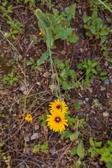 Reichardia tingitana