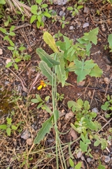 Reichardia tingitana