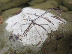 Tipula caloptera
